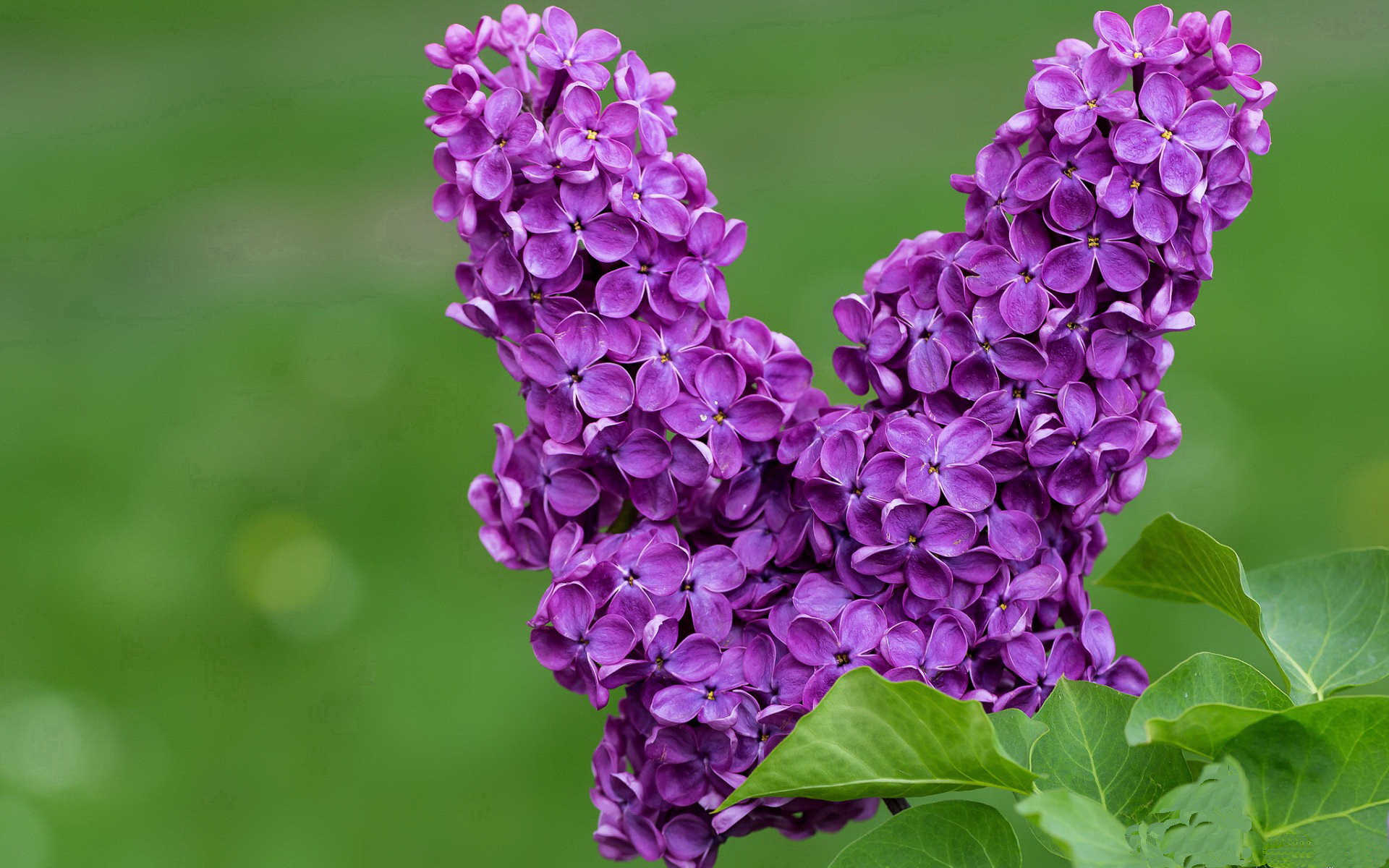 赛道与绿茵场，当F1引擎轰鸣遇见红黑军团狂喜